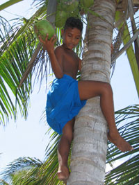 Boy climbing for coconuts on the island of Fais, Yap